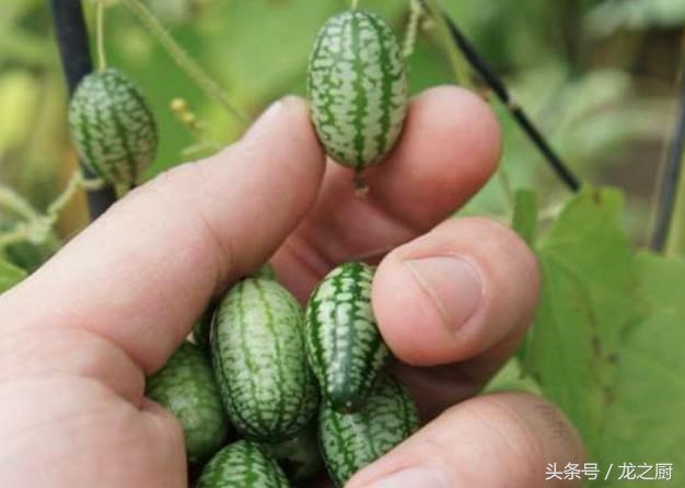 Dưa[-]hấu[-]tý[-]hon[-]chỉ[-]có[-]kích[-]thước[-]bằng[-]đầu[-]ngón[-]tay[-]của[-]con[-]người[-]